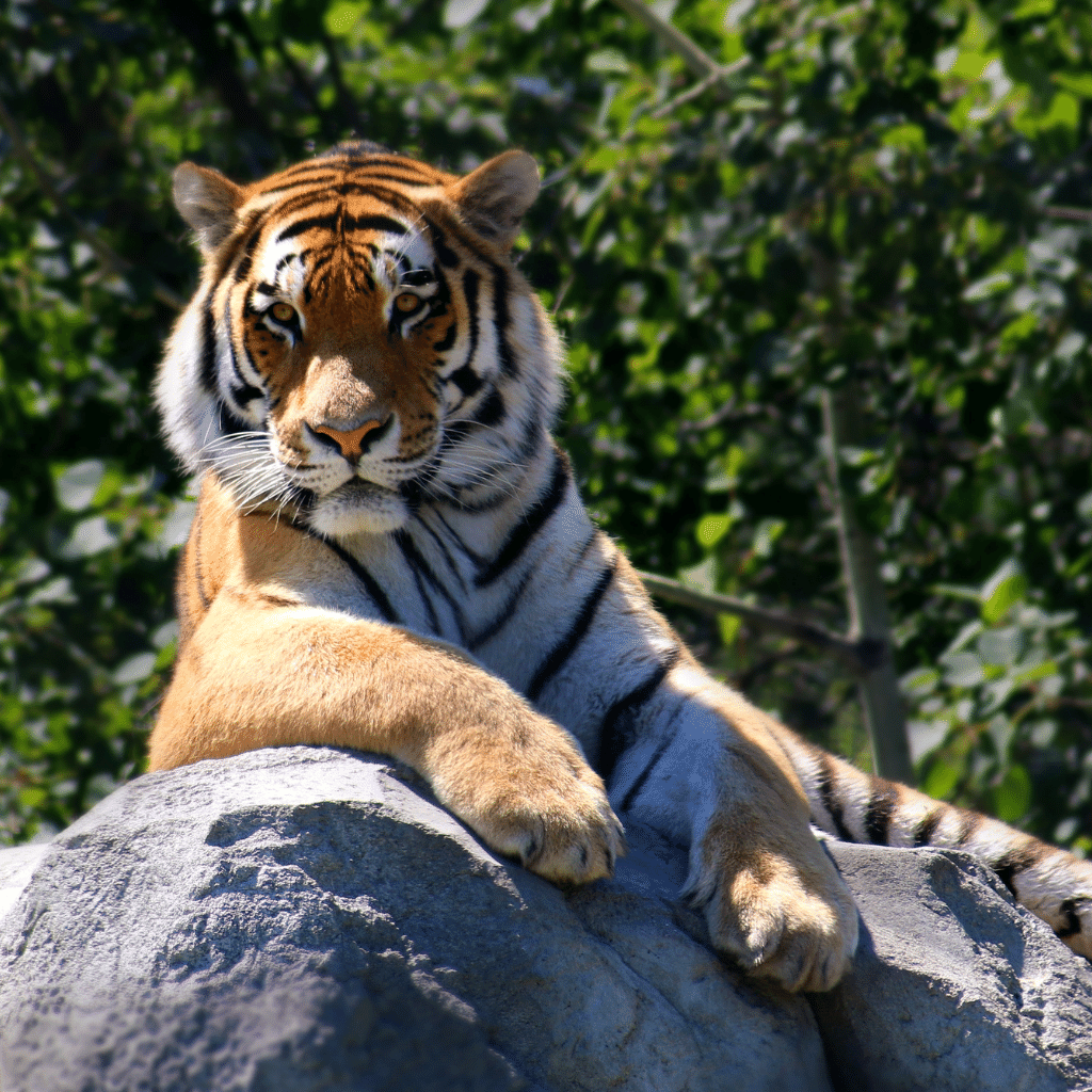 Tiger auf Stein