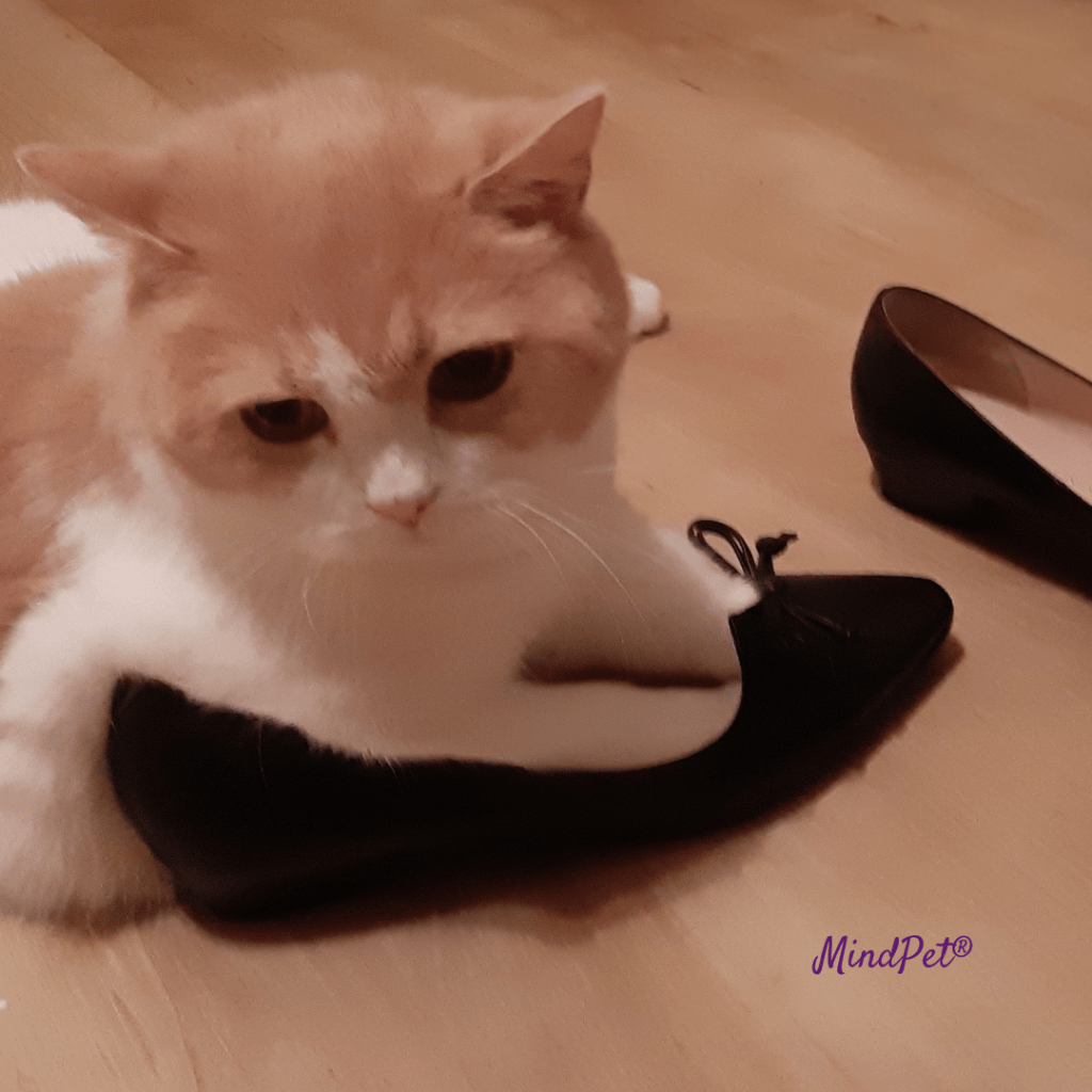 Katze mit Schuh