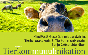 über Kühe und Nutztiere in der Tierkommunikation und Bewusstsentwicklung