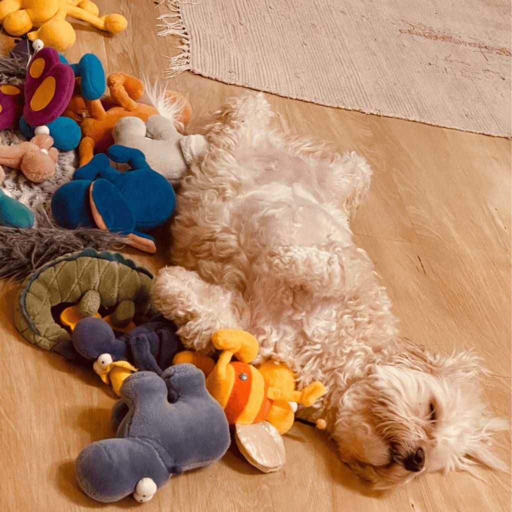Meditation mit Tieren