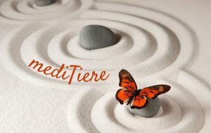 Meditation mit Tieren