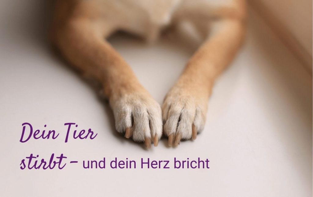 Dein Tier stirbt - und dein Herz bricht