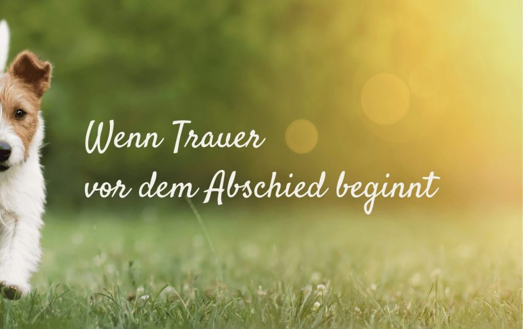 Viele Menschen glauben, Trauer beginnt erst mit dem Tod. Doch oft setzt sie schon viel früher ein – dann, wenn wir spüren, dass unser Tier schwächer wird, wenn Krankheiten häufiger auftreten oder die Bewegungen schwerfälliger werden. Es ist ein stiller Schmerz, den nur wenige wahrnehmen oder benennen.