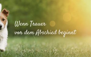 Viele Menschen glauben, Trauer beginnt erst mit dem Tod. Doch oft setzt sie schon viel früher ein – dann, wenn wir spüren, dass unser Tier schwächer wird, wenn Krankheiten häufiger auftreten oder die Bewegungen schwerfälliger werden. Es ist ein stiller Schmerz, den nur wenige wahrnehmen oder benennen.