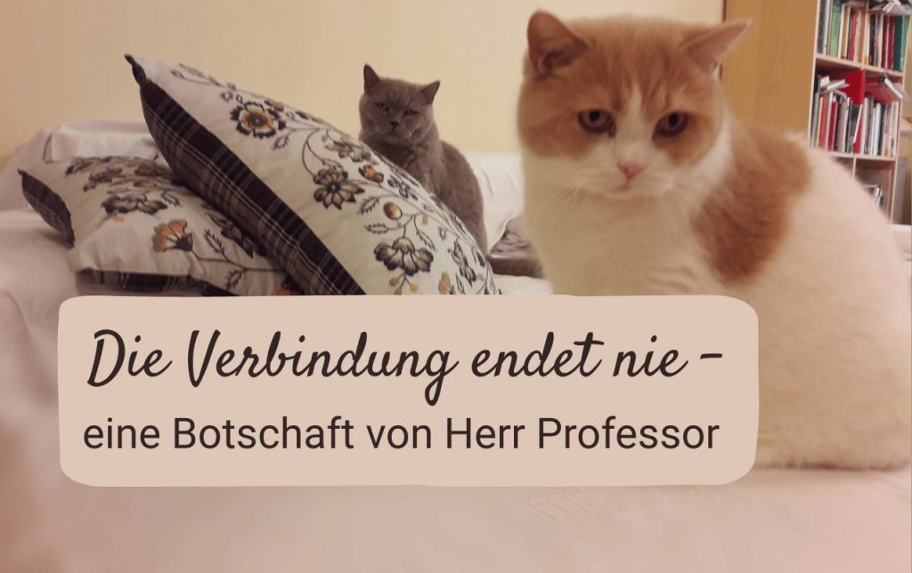 Tierkommunikation mit verstorbenen Tieren