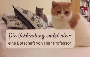 Tierkommunikation mit verstorbenen Tieren