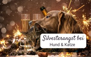 Silvesterangst bei Hund & Katze