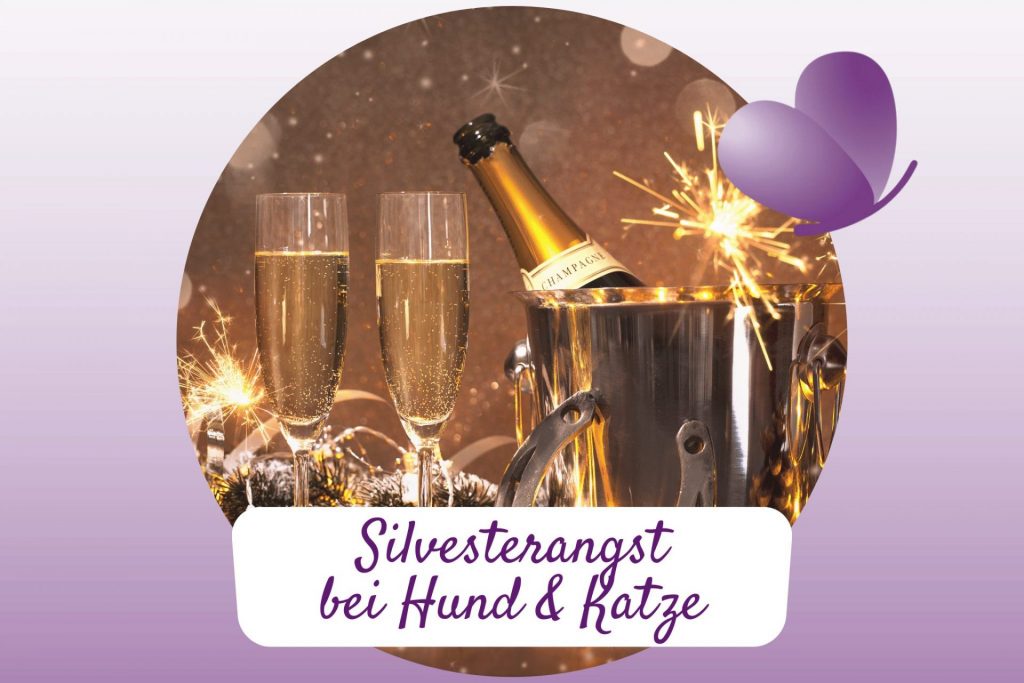 Angst vor Silvester Hund und Katze