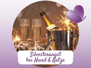 Angst vor Silvester Hund und Katze